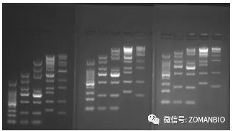 22.6 膠濃度效果圖.jpg 圖片