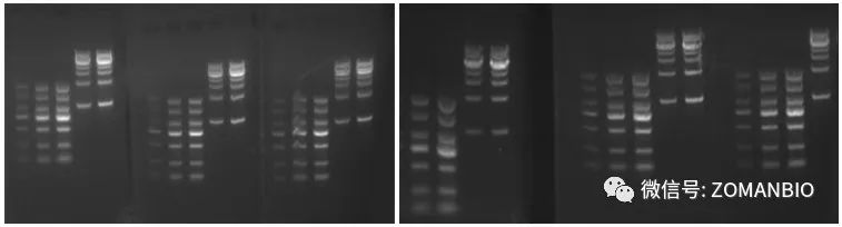 22.6 實(shí)驗員電泳圖.jpg 圖片