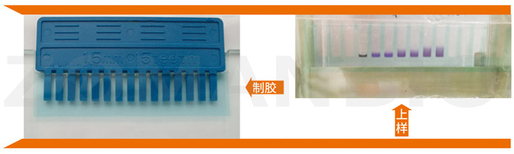 2019.12.23蛋白 ZD304C YY.jpg